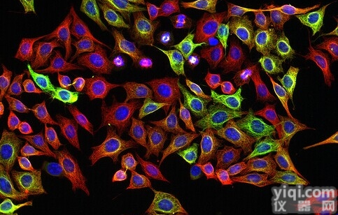 人<em>二倍体</em><em>细胞系</em><em>HEL</em>