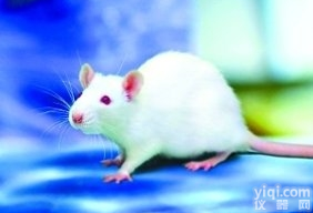 JRD520  水<em>迷宫</em><em>实验</em><em>外包</em><em>实验</em>