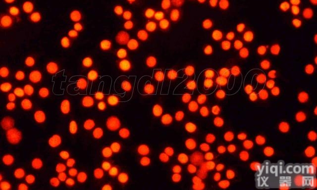 JRD240  免疫荧光（<em>细胞</em>）<em>实验</em><em>外包</em>