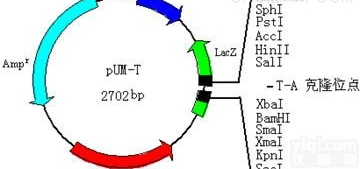 JRD971  上海<em>质粒</em>中抽服务实验<em>外包</em>