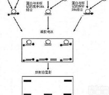 JRD254  凝胶<em>迁移</em>蛋白<em>技术服务</em>