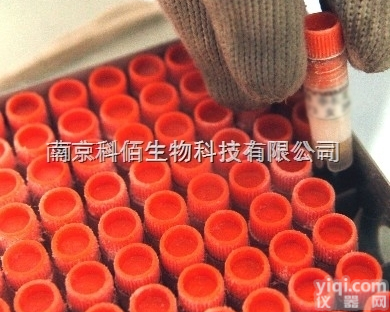 CBP60962  RIN-m5F大鼠<em>胰岛</em>β<em>细胞</em><em>胰岛</em>素瘤<em>细胞</em>