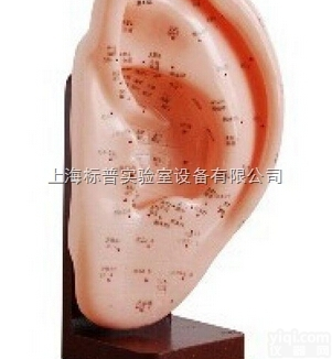 BPKAD/508A  耳针灸<em>模型</em> 22CM|中医<em>专科</em>训练<em>模型</em>