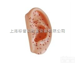 BPKAD/508B  耳针灸<em>模型</em> 13CM|中医<em>专科</em>训练<em>模型</em>