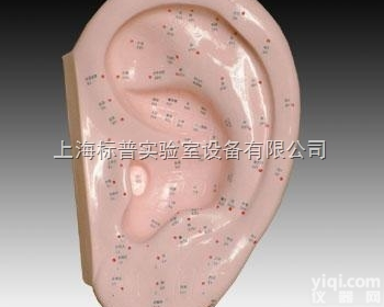 BPKAD/508D  耳针灸<em>模型</em> 40CM|中医<em>专科</em>训练<em>模型</em>