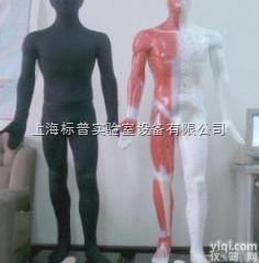 BPKAD/MAW-170A  多媒体按摩<em>点穴</em>电子人体<em>模型</em>|<em>中医专科</em>训练<em>模型</em>
