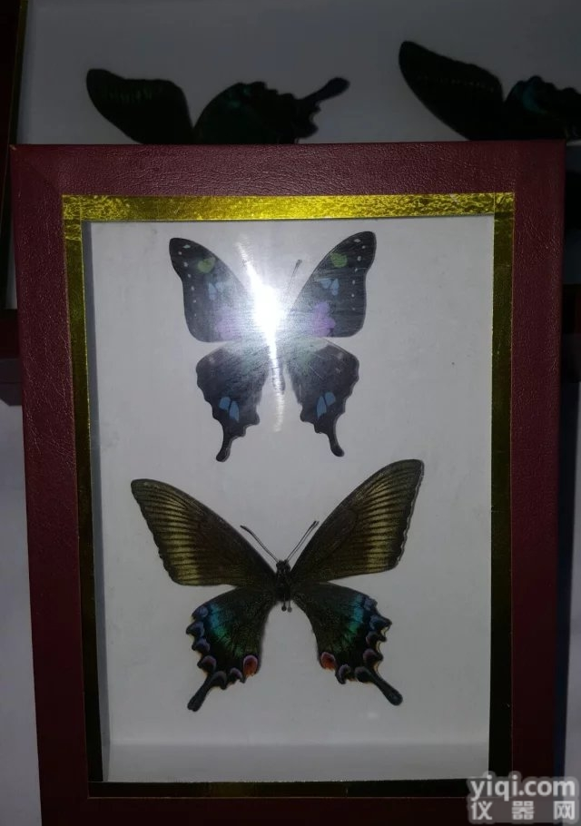 JCB-100  南京广东杰灿昆虫针插<em>标本</em>盒|<em>蝴蝶</em><em>标本</em>盒|昆虫<em>标本</em>盒