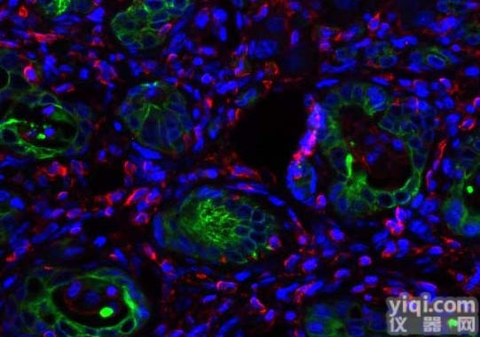 细胞瞬时<em>转染</em><em>技术服务</em>