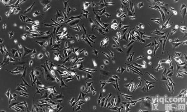 细胞<em>培养</em>（Cell culture）