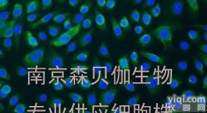 SGC7901,<em>人胃腺癌细胞</em>株优惠供应