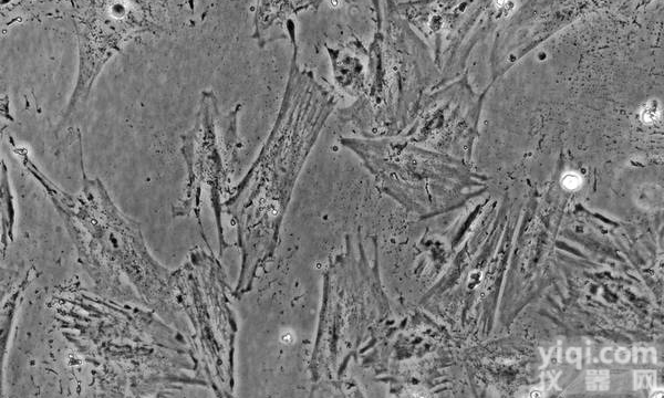 <em>上海细胞划痕实验外包</em>