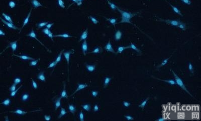 <em>上海</em>免疫<em>荧光</em>染色实验<em>外包</em>