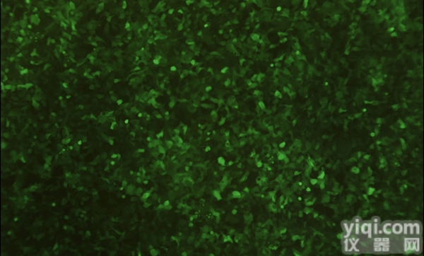 <em>腺相关病毒包装</em>