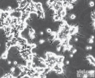 CLHKMR01  <em>美国</em>Mineralocorticoid（f-hMR） 人盐皮质激素<em>受体</em>...