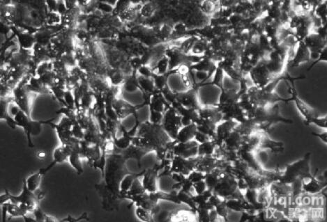 CLHKGR02  <em>美国</em>人Glucocorticoid糖皮质激素<em>受体</em>稳定细胞株（线粒体表达...