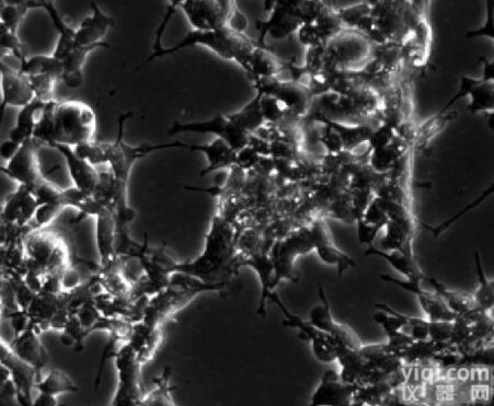 CLHKNUR01  <em>美国</em><em>小鼠</em>Nurr1可诱导表达稳定<em>细胞株</em>