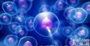 AE-2 <em>杂交瘤</em>细胞抗AChE<em>小鼠</em>B细胞x<em>小鼠</em>淋巴瘤