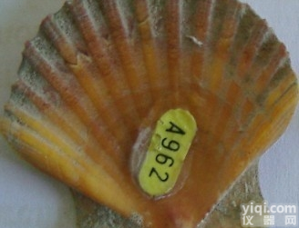 <em>标记</em>  <em>贝类</em><em>标记</em>、金属丝带、彩色纸带<em>标记</em>