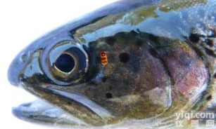 <em>标记</em>  放流<em>标记</em>、<em>鱼类</em><em>荧光</em>ViAlpha<em>标记</em>