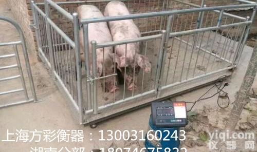SCS  陕西防干扰畜牧秤 汉中带打印功能称<em>牛的秤</em>2吨厂家直销