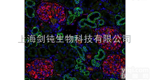 JRD0001  <em>免疫</em><em>荧光</em>拍照检测服务<em>外包</em>