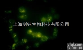 JRD0042  <em>形态学</em>免疫<em>荧光</em>单标服务