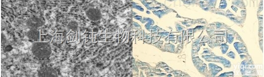 JRD0037  <em>形态学</em>免疫<em>荧光</em>拍照服务