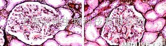 JRD0026  银<em>染色</em>形态学<em>技术服务</em>