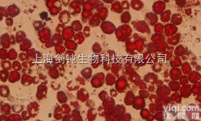 JRD0023  油红O<em>染色</em>形态学<em>技术服务</em>