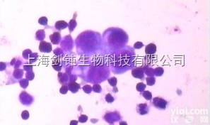 JRD0022  瑞氏<em>染色</em>形态学<em>技术服务</em>