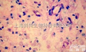 JRD021  姬姆萨<em>染色</em>形态学<em>技术服务</em>