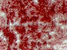 JRD0019  碱性磷酸酶<em>染色</em>形态学<em>技术服务</em>