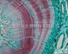 JRD0017  番红-固绿<em>染色</em>形态学<em>技术服务</em>