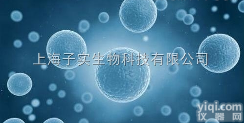 <em>HepG</em>2.2.15-<em>GFP</em>细胞