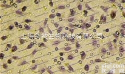 JRD0107  <em>细胞迁移实验</em>外包