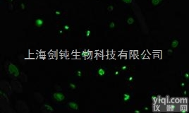 JRD0115  细胞<em>免疫</em><em>荧光</em>实验<em>外包</em>
