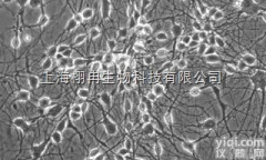 UACC-812细胞，导管<em>癌细胞</em>  <em>华东</em>细胞库