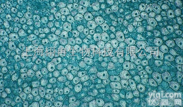 <em>ME12</em>细胞，人<em>前列腺癌</em>细胞