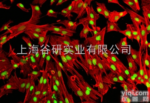 小鼠<em>黑色素瘤</em>瘤株；B16<em>说明书</em>