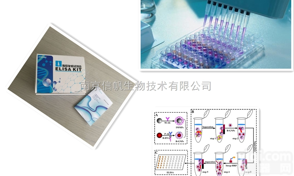 <em>小鼠</em>AMP<em>活化</em>的<em>蛋白</em>激酶N1（PRKAa1）elisa试剂盒