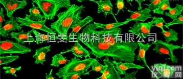 22033  细胞膜荧光<em>探针</em>DiD<em>标记</em>溶液 <em>标记</em>细胞