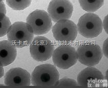 Gold Nanoparticles  二氧化硅包裹的纳米粒子 Gold Nanoparticles sili...