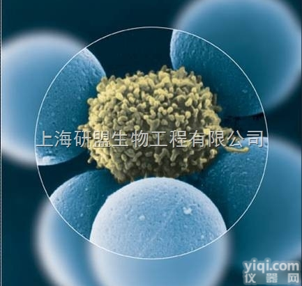 大鼠胶质瘤细胞;人肺<em>癌细胞</em>系（未<em>分化</em>癌）品Pai