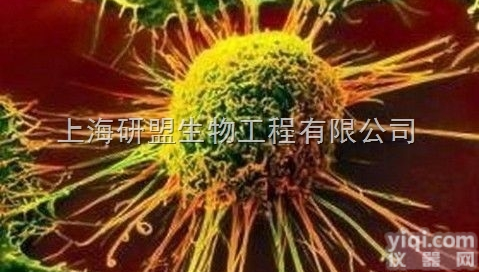 大鼠<em>心肌细胞</em>;<em>H9c2</em>（2-1）细胞培养