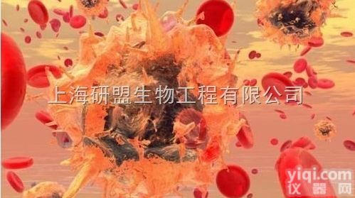 <em>A549</em><em>细胞</em>,人<em>肺癌</em><em>细胞</em>