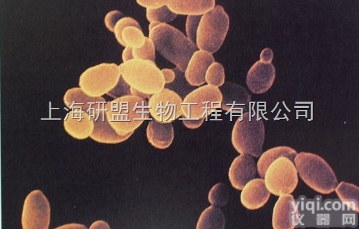 人髓性<em>白血病</em><em>细胞系</em>（早幼粒<em>白血病</em>）;HL-60细胞品Pai