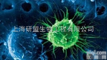 人结肠<em>癌细胞</em>;HT-29细胞<em>传代</em>细胞