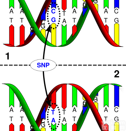 <em>SNP</em><em>检测</em>实验外包服务
