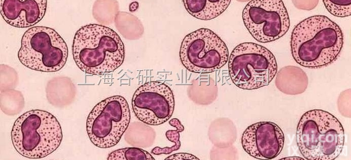 抗人<em>绒毛</em>膜促<em>性腺</em>激素b<em>杂交瘤</em>细胞；H10X生长特性