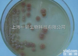 <em>烟色</em>拟<em>多毛</em>盘孢菌操作步骤